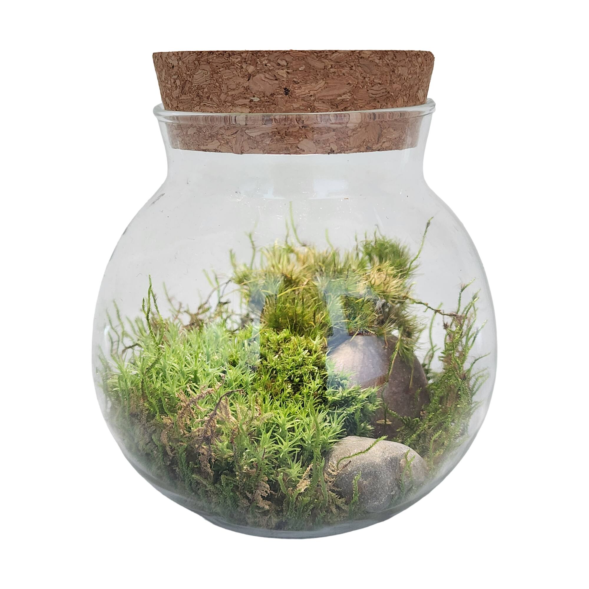 MossBowl - Grown Your Own Serene and Tranquil Oasis